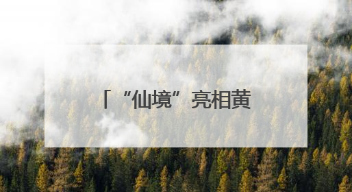 “仙境”亮相黄浦江畔，三大优惠游玩政策等你来
