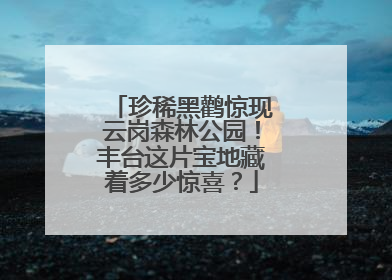 珍稀黑鹳惊现云岗森林公园！丰台这片宝地藏着多少惊喜？