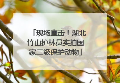 现场直击！湖北竹山护林员实拍国家二级保护动物