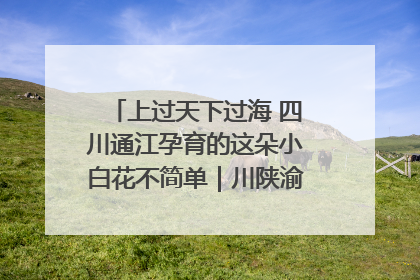 上过天下过海 四川通江孕育的这朵小白花不简单｜川陕渝网络名人巴中行