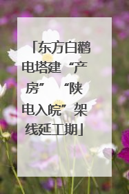 东方白鹳电塔建“产房” “陕电入皖”架线延工期