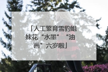 人工繁育雪豹姐妹花“水墨”“油画”六岁啦