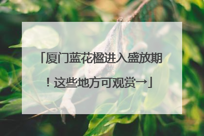 厦门蓝花楹进入盛放期！这些地方可观赏→