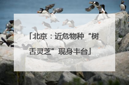 北京：近危物种“树舌灵芝”现身丰台