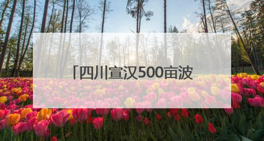 四川宣汉500亩波斯玫瑰迎来采收旺季