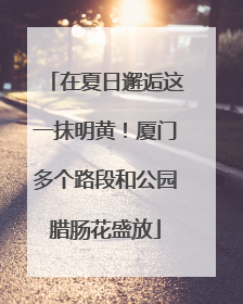 在夏日邂逅这一抹明黄！厦门多个路段和公园腊肠花盛放