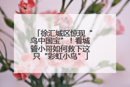 徐汇城区惊现“鸟中国宝”！看城管小哥如何救下这只“彩虹小鸟”