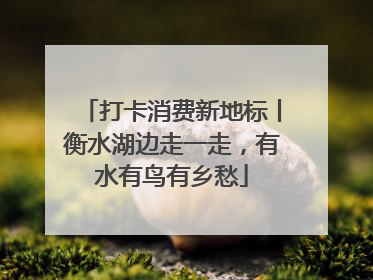 打卡消费新地标丨衡水湖边走一走，有水有鸟有乡愁