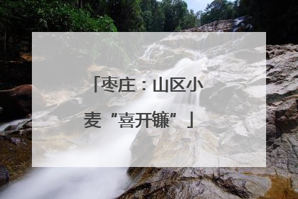 枣庄：山区小麦“喜开镰”