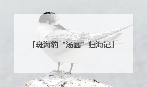 斑海豹“汤圆”归海记