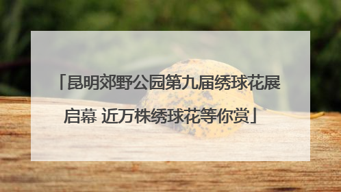 昆明郊野公园第九届绣球花展启幕 近万株绣球花等你赏