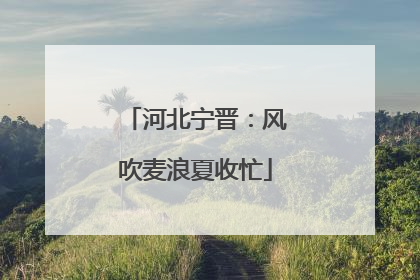 河北宁晋：风吹麦浪夏收忙