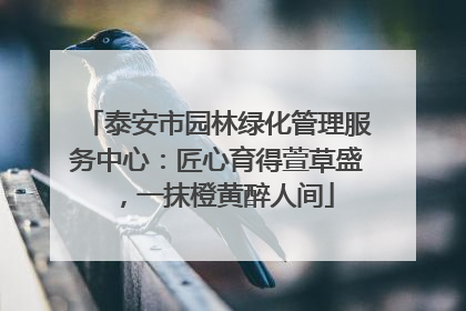 泰安市园林绿化管理服务中心：匠心育得萱草盛，一抹橙黄醉人间