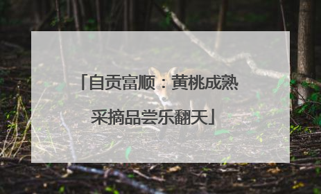 自贡富顺：黄桃成熟 采摘品尝乐翻天