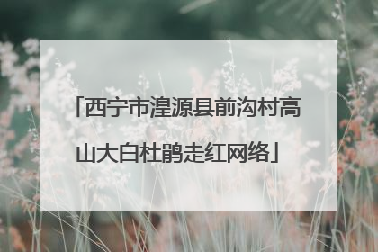西宁市湟源县前沟村高山大白杜鹃走红网络
