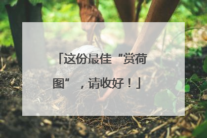 这份最佳“赏荷图”，请收好！