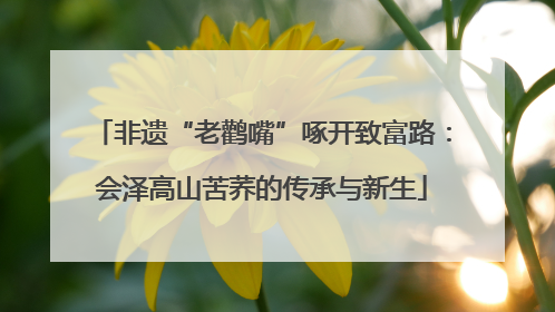 非遗“老鹳嘴”啄开致富路：会泽高山苦荞的传承与新生