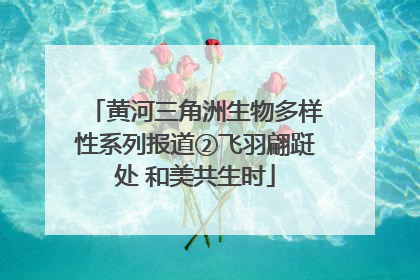 黄河三角洲生物多样性系列报道②飞羽翩跹处 和美共生时